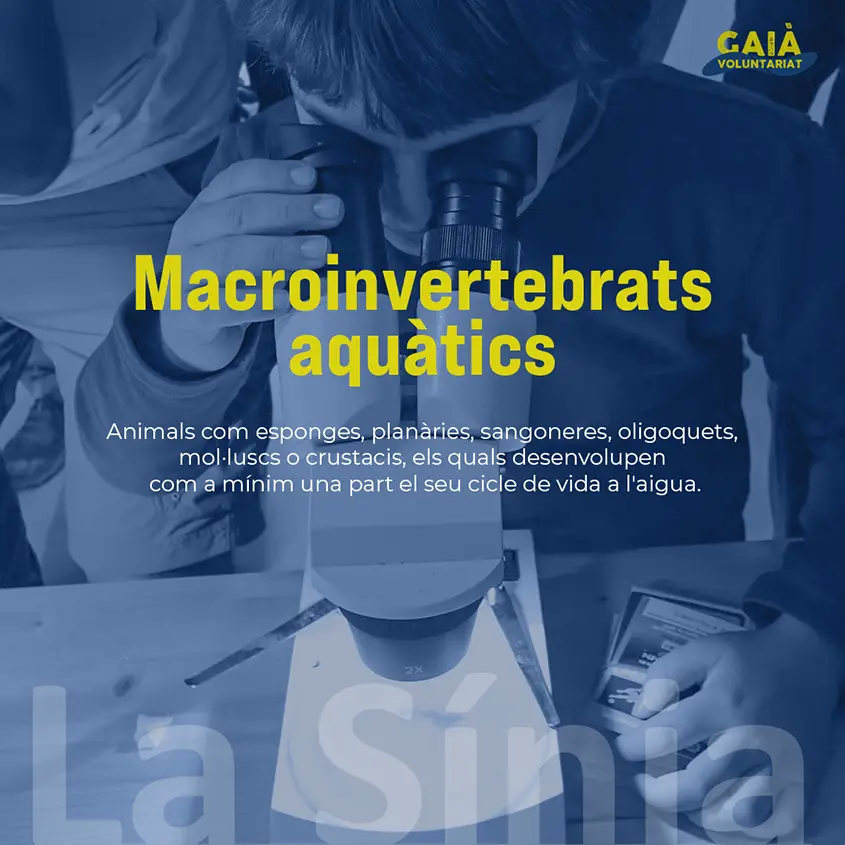 Imatge d'investigació dels invertebrats aquàtics