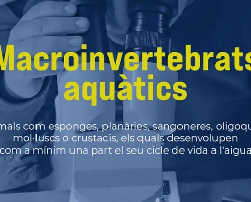 Imatge d'investigació dels invertebrats aquàtics