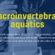 Imatge d'investigació dels invertebrats aquàtics