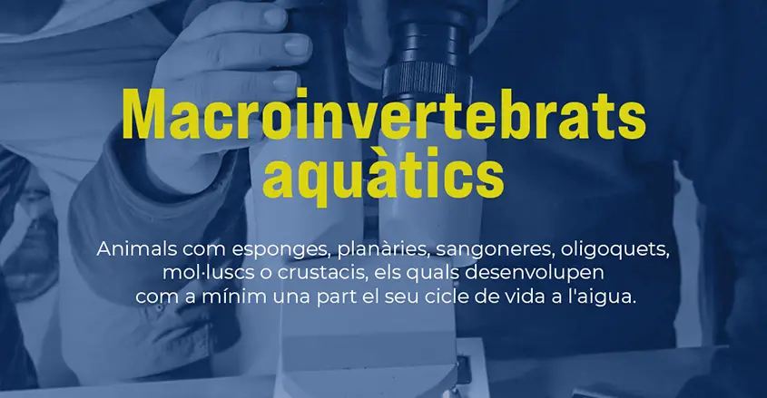 Imatge d'investigació dels invertebrats aquàtics